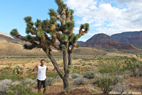 Contemplando de cerca un curioso Joshua Tree. ¡Cuidado que pincha!