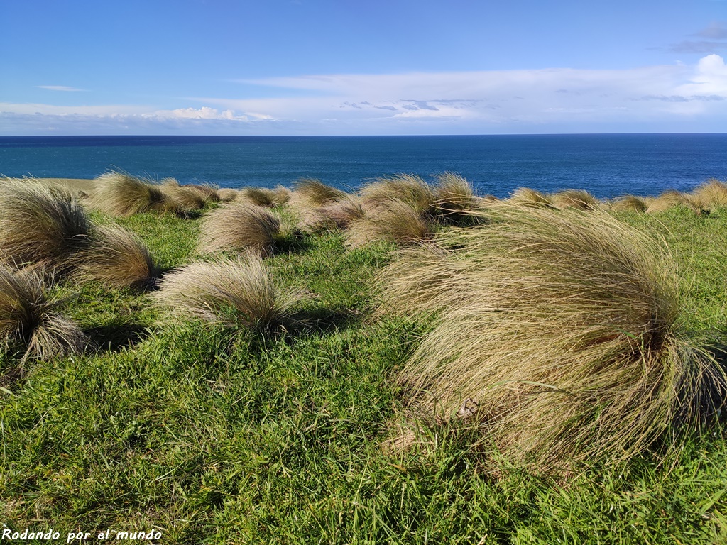 The Catlins - Slope Point