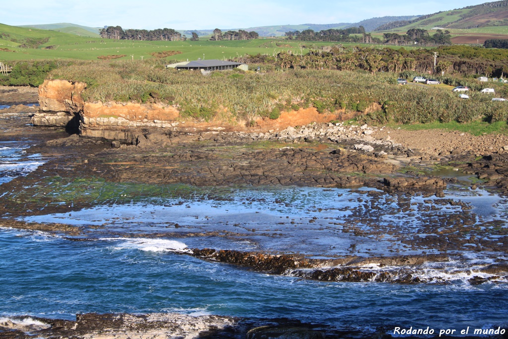 The Catlins - Petrified Forest