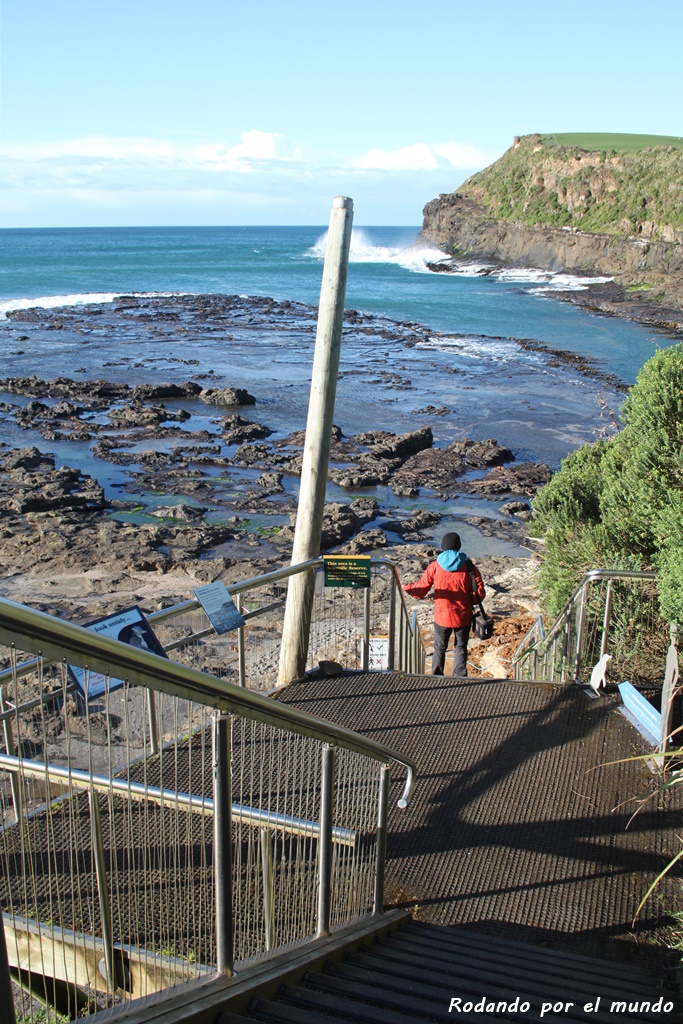 The Catlins - Curio Bay