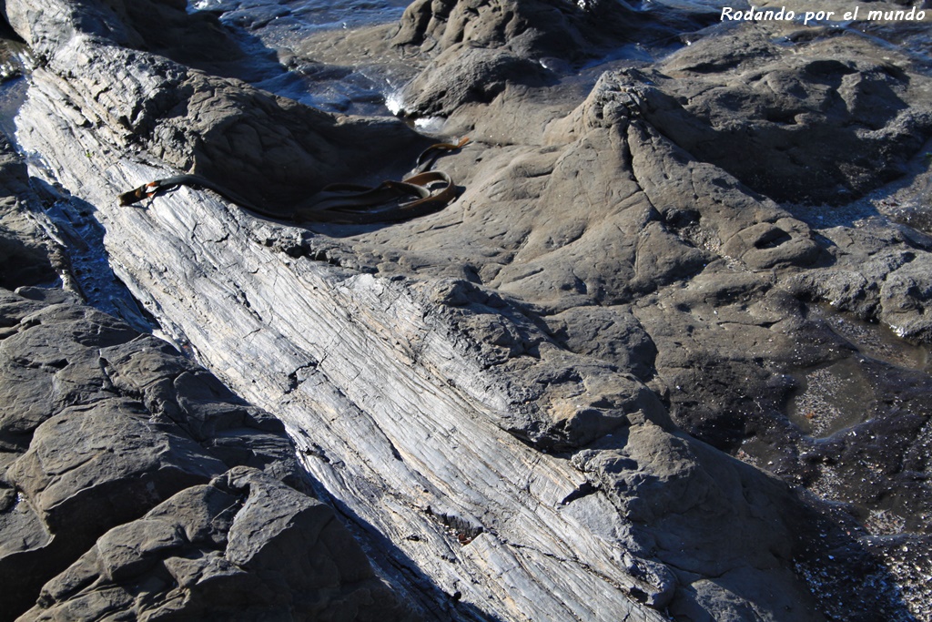 The Catlins - Petrified Forest