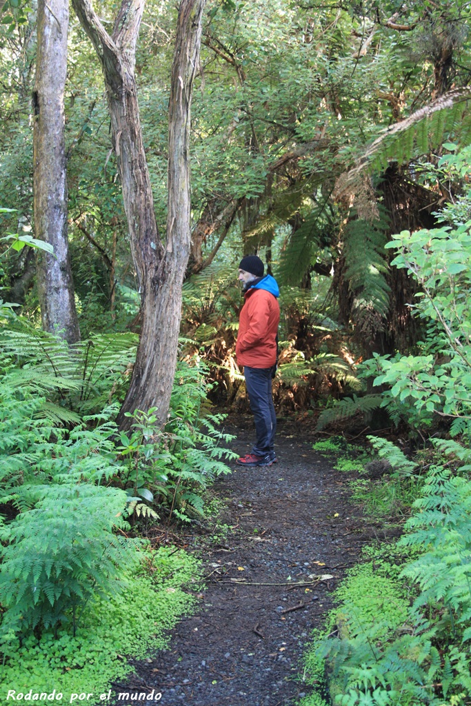 The Catlins - Living Forest