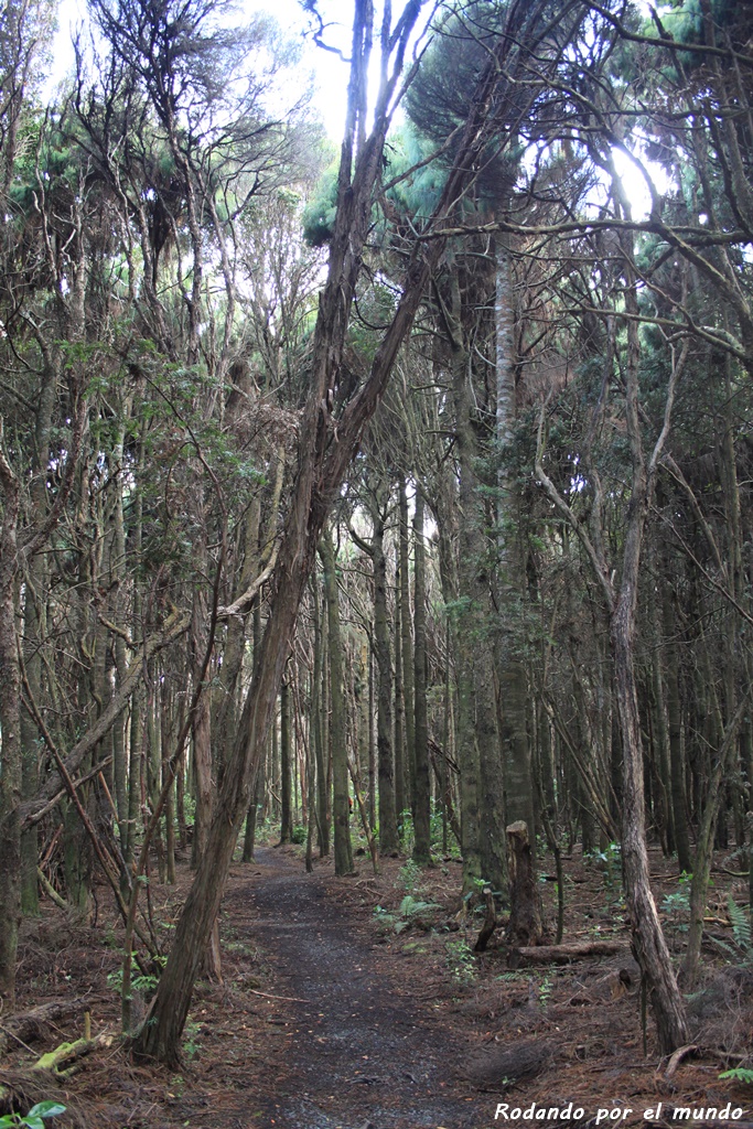 The Catlins - Living Forest