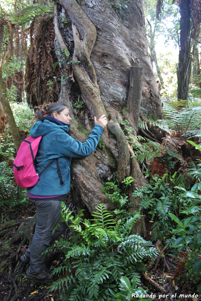 The Catlins - Living Forest