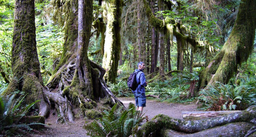 Hoh Rain Forest