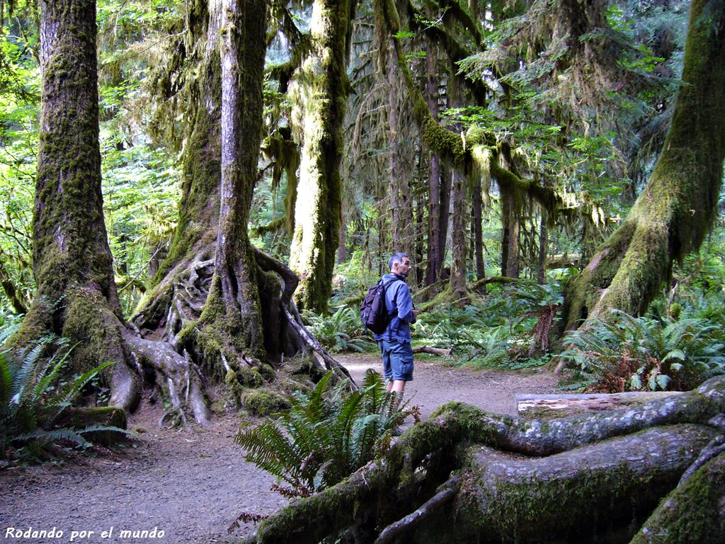 Hoh Rain Forest