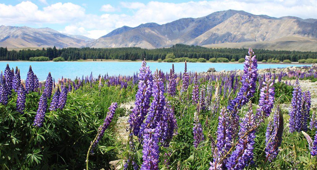 Lago Tekapo