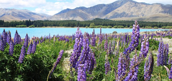 Lago Tekapo