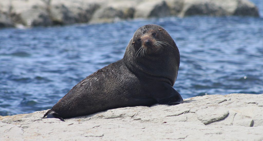 Kaikoura