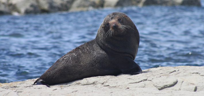 Kaikoura